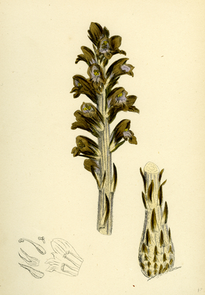 Orobanche Rapum; Greater Broom-Rape