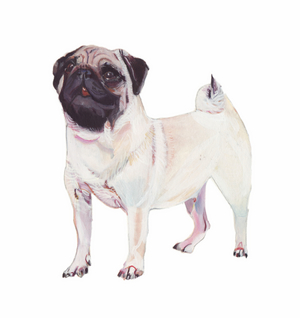 Pug, 2011 (watercolour & gouache on paper)