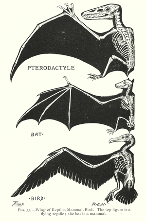 Wings of reptile, mammal, bird (litho)