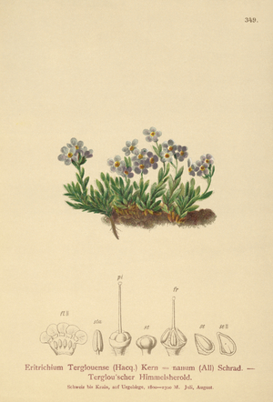 Arctic forget-me-not (Eritrichium nanum, Eritrichium Terglouense) (colour litho)