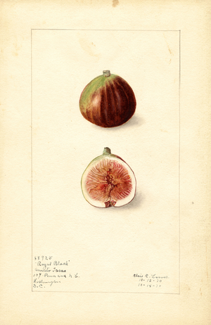 Figs (Ficus: Royal Black) (watercolour)