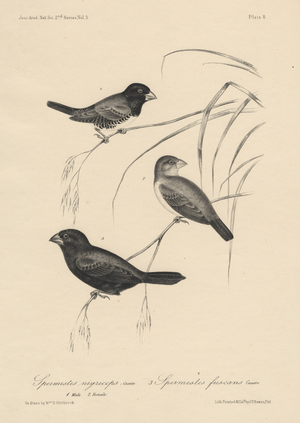Spermestes Nigriceps (male and female) and Spermestes Fuscans, litho by J.T. Bowen, 1850 (litho)