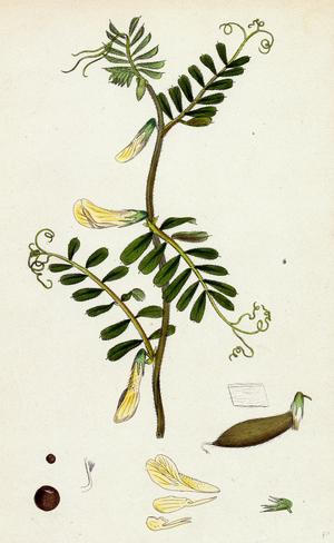 Vicia Hybrida Hairy-Flowered Vetch