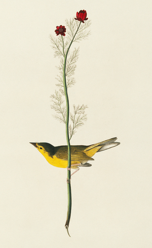Wilsonia citrina, Hooded Warbler, Plate 9 from John James Audubon's Birds of America, original double elephant folio, 1827-30 (hand-coloured aquatint)