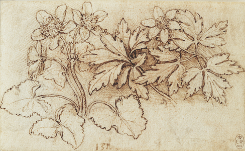 Marsh marigold (Caltha palustris) and wood anemone (Anemone nemorosa), c.1505 (pen & ink over chalk on paper)