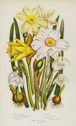 Flowering Plants of Great Britain: Common Daffodil, The Poets Narcissus, Pale Narcissus, Snowdrop, Summer Snow Flake (colour litho)