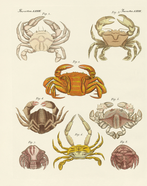 Different kinds of crabs (coloured engraving)