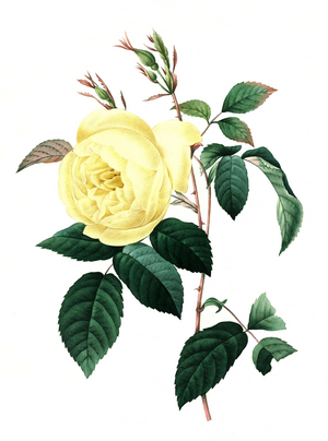 Rosa indica, yellow tea rose, rose, digital reproduction of an original from the 18th century, original date unknown