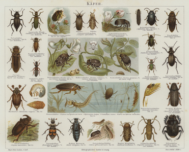 Beetles (colour litho)