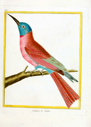 Bee-eater from Nubia (print)