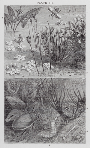 British Insects: Water Beetles (engraving)