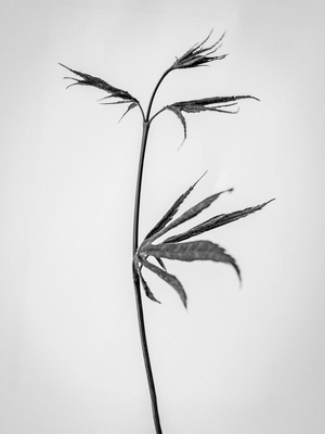 Amid the Flowers 65, 2021 (b/w photo)