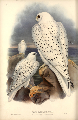 Falco rusticolus