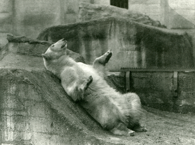 Polar Bear 'Sam', reclining in his enclosure at the foot of the Mappin Terraces, London Zoo, 1923 (b/w photo)