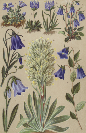 Alpine flora (chromolitho)
