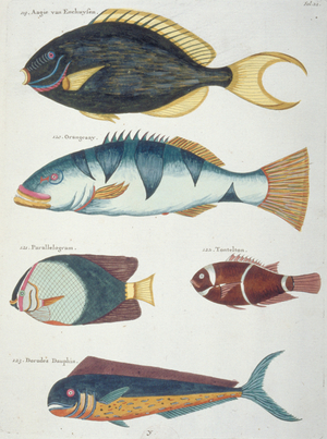 Colourful illustration of five fish