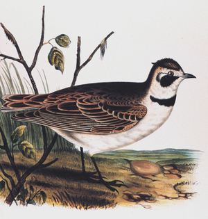 Eremophila cornuta, Boie. Sky Lark