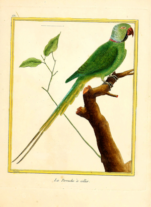 Rose-ringed Parakeet (print)