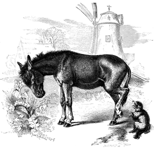 Donkey