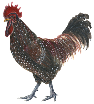 Sussex rooster