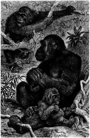 Gorilla