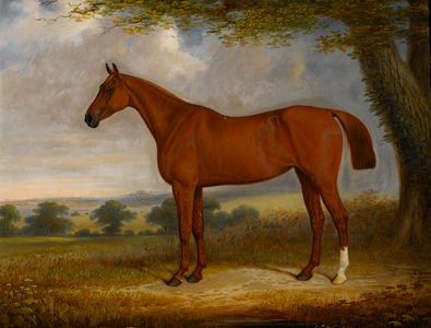 Chestnut Hunter in a Landscape, 1867 (oil on canvas)