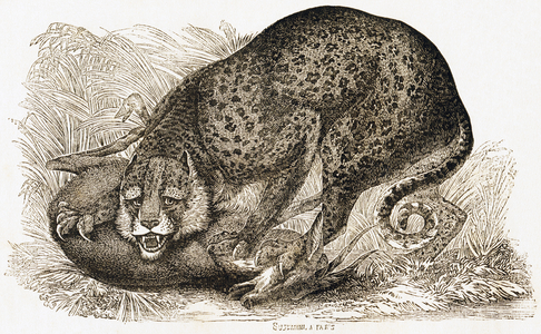 Leopard devouring prey, 1892 (engraving)