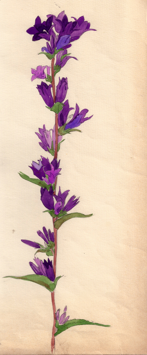 Hand Bell, 1950 (watercolour on paper)