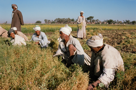 Harvesting with overseer, Nile River, Egypt (photo)