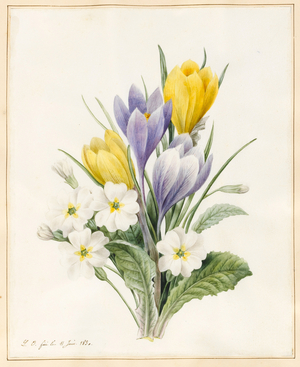White Primroses and Early Hybrid Crocuses, 1830 (w/c with some bodycolour on vellum)