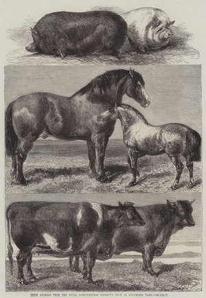 Prize Animals from the Royal Agricultural Society's Show in Battersea Park (engraving)