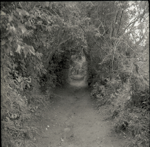 Old cattle pathway, c.1958 (b/w photo) [2012/001/6/2/21D]