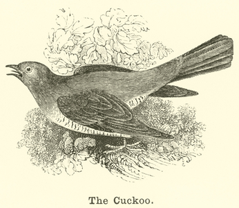 The Cuckoo (engraving)