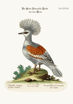The Great Crowned Indian Pigeon, 1749-73 (coloured engraving)