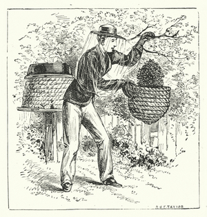 Beekeeping (engraving)