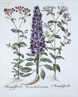 Pyramidal Campanula, Muscipulas, from 'Hortus Eystettensis', by Basil Besler (1561-1629), pub. 1613 (hand-coloured engraving)