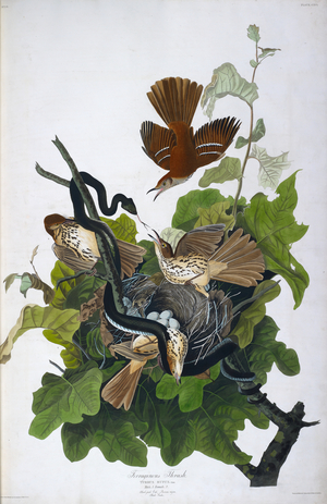 Four birds. Colour Illustration by Audubon; Ferruginous Thrush.