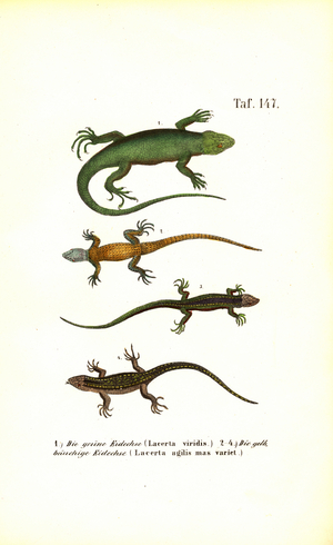 European Lizard Species, 1850 (lithography)