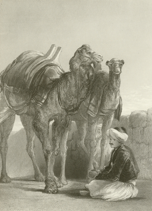 A group of Camels at Smyrna (engraving)