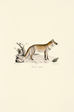 Red Fox (Vulpes vulpes), 1824 (hand-coloured litho)
