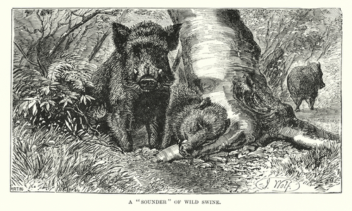 A sounder of wild swine (engraving)