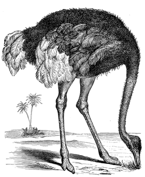 African Ostrich
