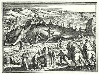 The whale of Antorf, 1603 (engraving)