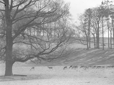 A view of deer roaming in Dallam Park, 1930s-60s (b/w photo)
