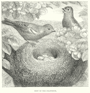 Chaffinch (engraving)
