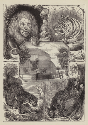 London Zoo (engraving)
