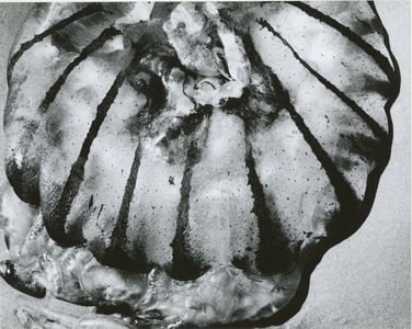 Jellyfish, Oregon, 1967 (silver gelatin print)