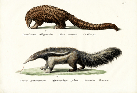 Pangolin Anteater, 1824 (colour litho)