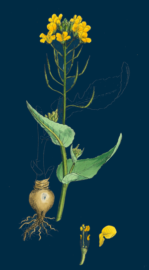 Spartina Stricta; Twin-Spiked Cord-Grass