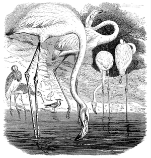 Flamingo